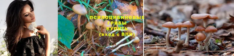 Псилоцибиновые грибы Psilocybine cubensis  Красноуральск 